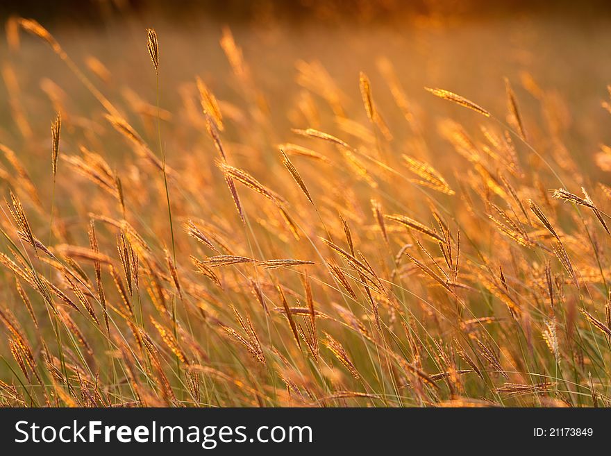 Beautiful evening sunset  lights of the meadow