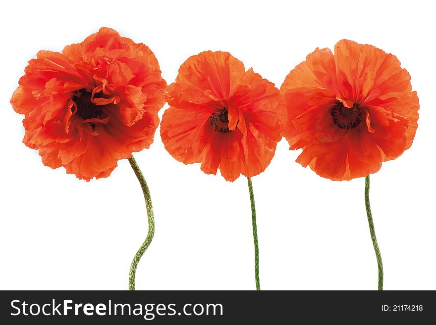 Three red poppies isolated on white background.