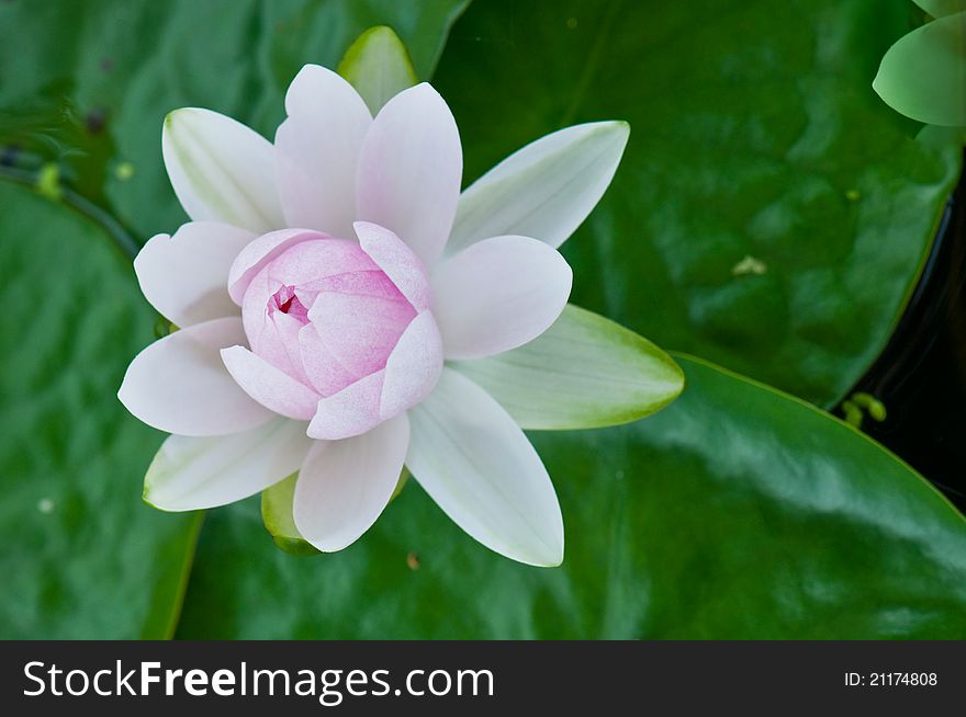 Close-up of Beautiful pink lotus, Thailand.