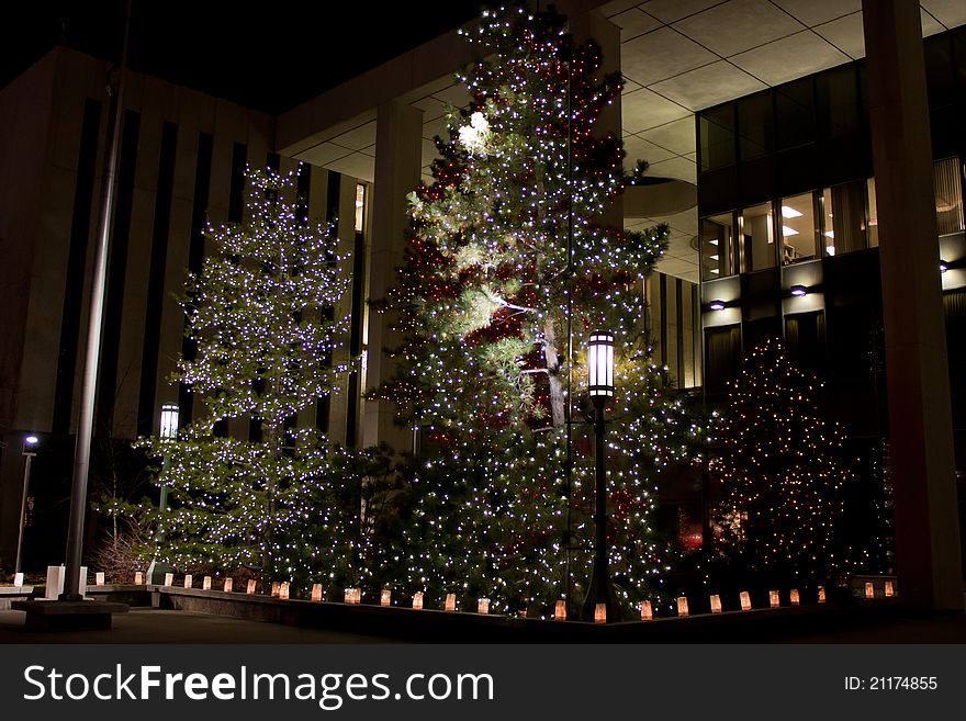 Image of Christmas trees @ temple square