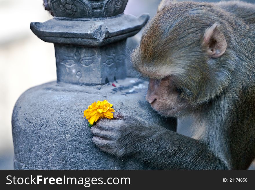 A monkey is playing with a flower on a buddhist temple in Kathmandu, Nepal, Asia. The temple name is Swayambhunath, also known as monkey temple. A monkey is playing with a flower on a buddhist temple in Kathmandu, Nepal, Asia. The temple name is Swayambhunath, also known as monkey temple.