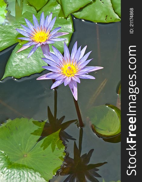 Close-up inside of beautiful violet lotus, Thailand.