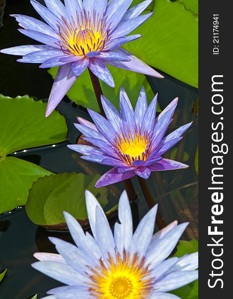 Close-up of beautiful violet lotus, Thailand.