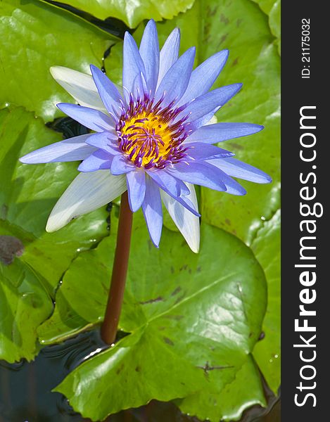 Close-up of beautiful violet lotus, Thailand.