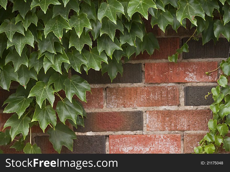 Image of Ivy growing over a partially exposed red brick wall. Image of Ivy growing over a partially exposed red brick wall.