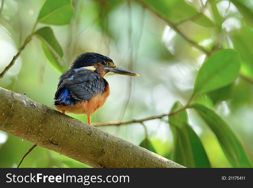 A newborn male Blue-eared Kingfisher perching on a branch waiting for his parents to feed him. A newborn male Blue-eared Kingfisher perching on a branch waiting for his parents to feed him