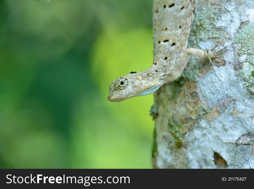 A gliding lizard in an upside position on a tree trunk. A gliding lizard in an upside position on a tree trunk