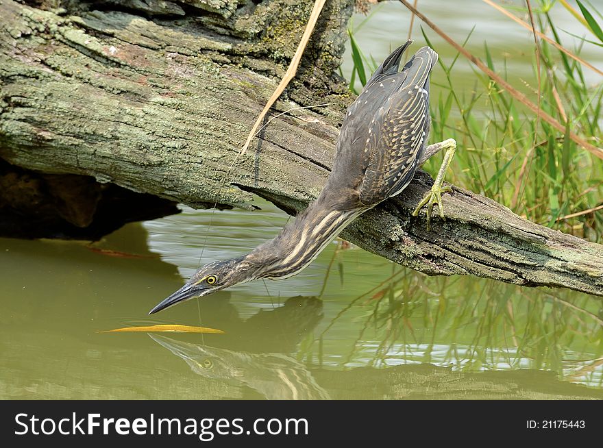 A juvenile Little Heron is trying to peck a floating leaf. A juvenile Little Heron is trying to peck a floating leaf