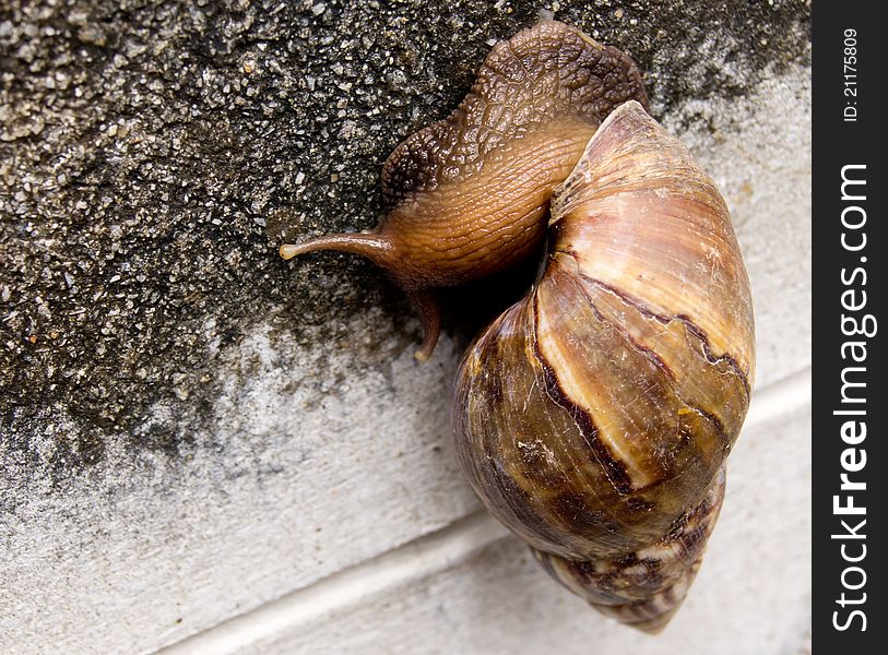 A snail on a concrete wall show slow life and slow business and represent you are behind others. A snail on a concrete wall show slow life and slow business and represent you are behind others