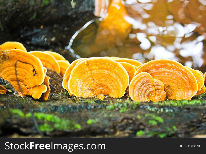 Yellow mushrooms at the waterfall