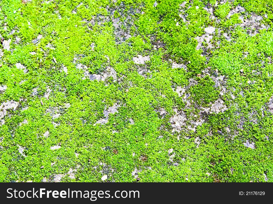 Green moss background on the white stone