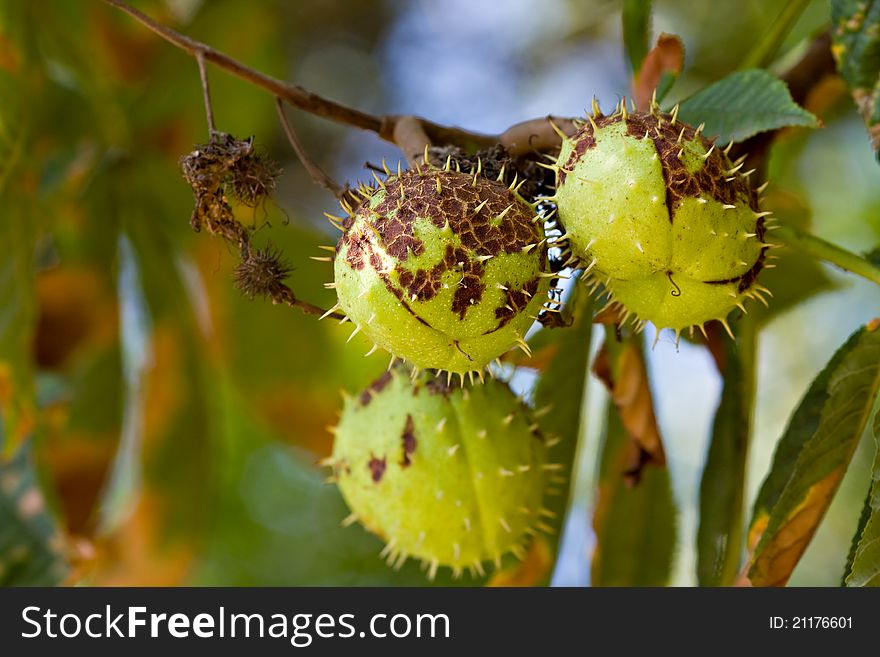 Chestnut conkers on tree. outdoor. Chestnut conkers on tree. outdoor