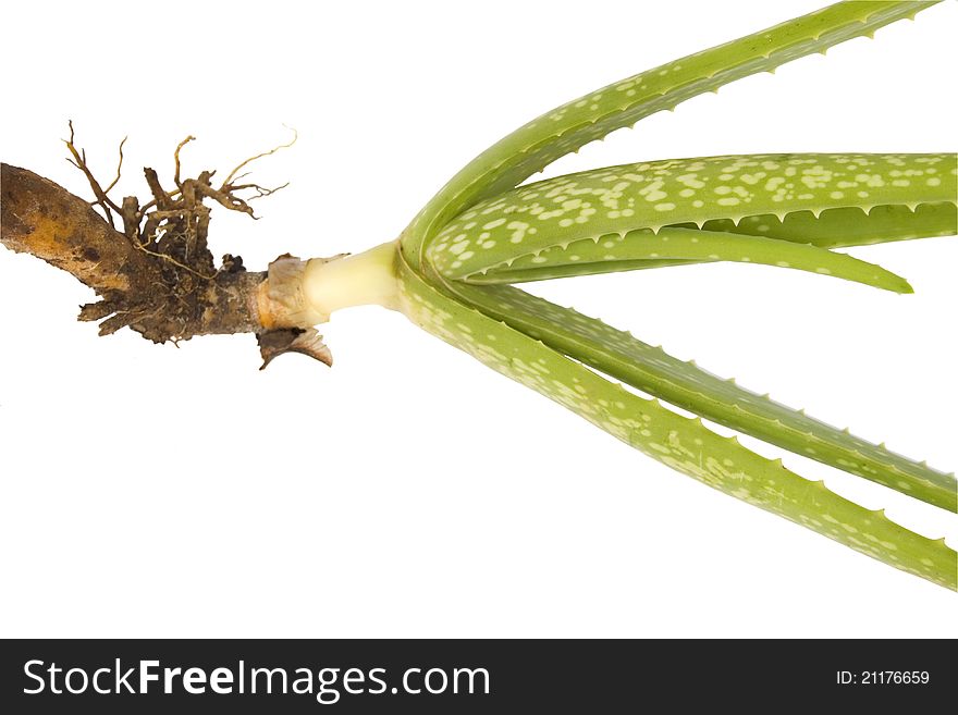 Aloe Vera and Root Isolated on White Background with Clipping Path