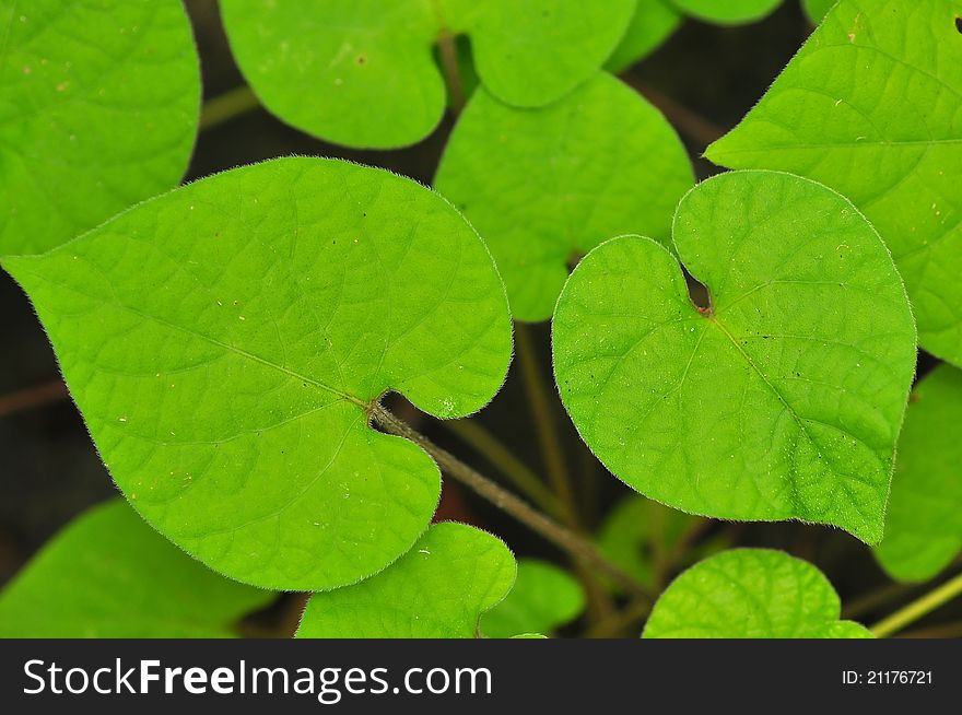 Green leaves with shape of heart after rain. Green leaves with shape of heart after rain