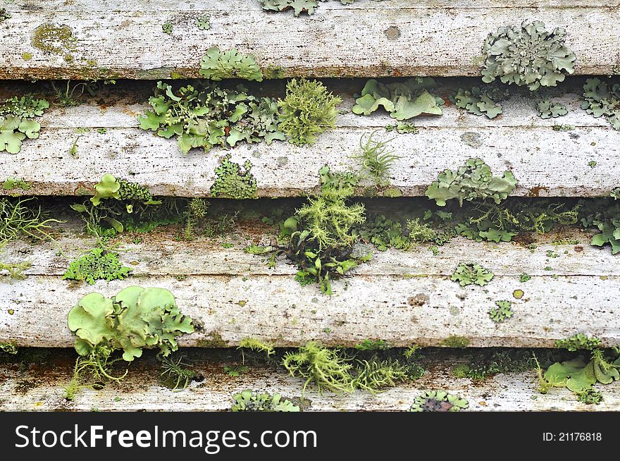 Lichen grows on white wooden wall