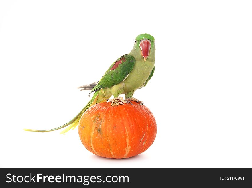Big green ringed or Alexandrine parrot on white background