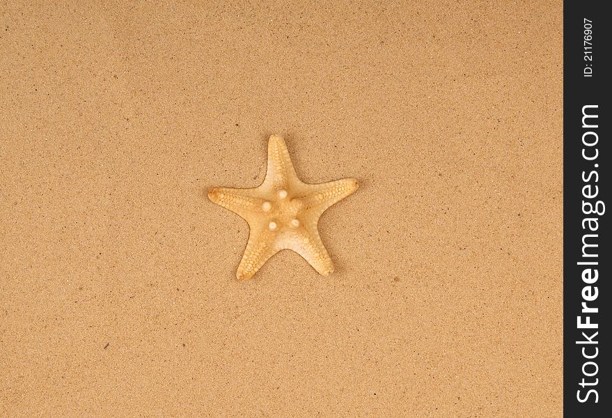 Large starfish on the sand