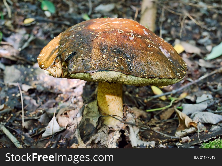 Big old brown cap boletus in the autumn forest (Leccinum scabrum). Big old brown cap boletus in the autumn forest (Leccinum scabrum)