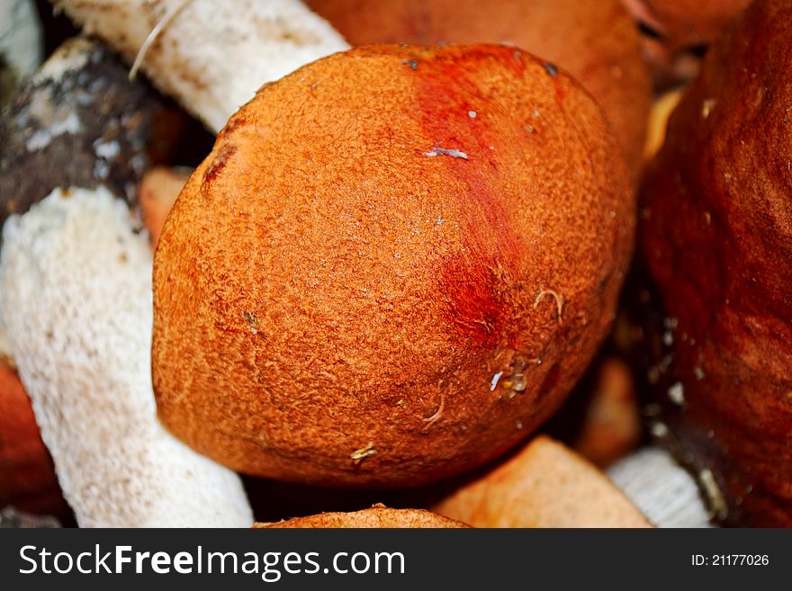 Orange-cap boletuses close-up (Leccinum aurantiacum). Orange-cap boletuses close-up (Leccinum aurantiacum)