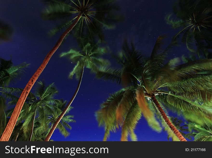 Coconut Trees At Night , Maldives