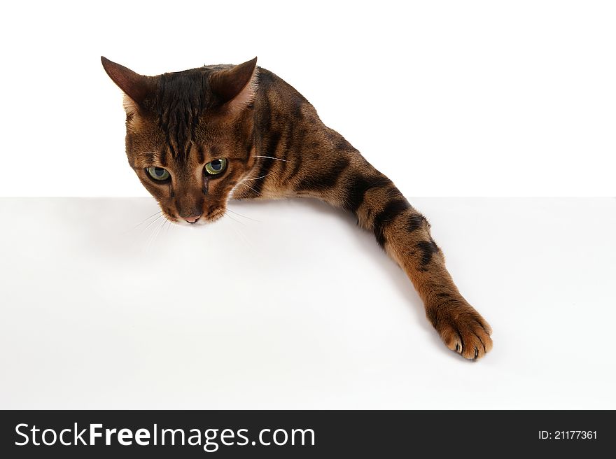 The leopard cat above white banner looking at camera. Add your text underneath