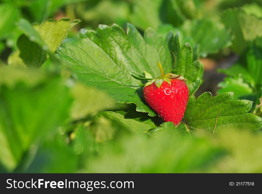 Close Up Ripe Strawberry In The Field