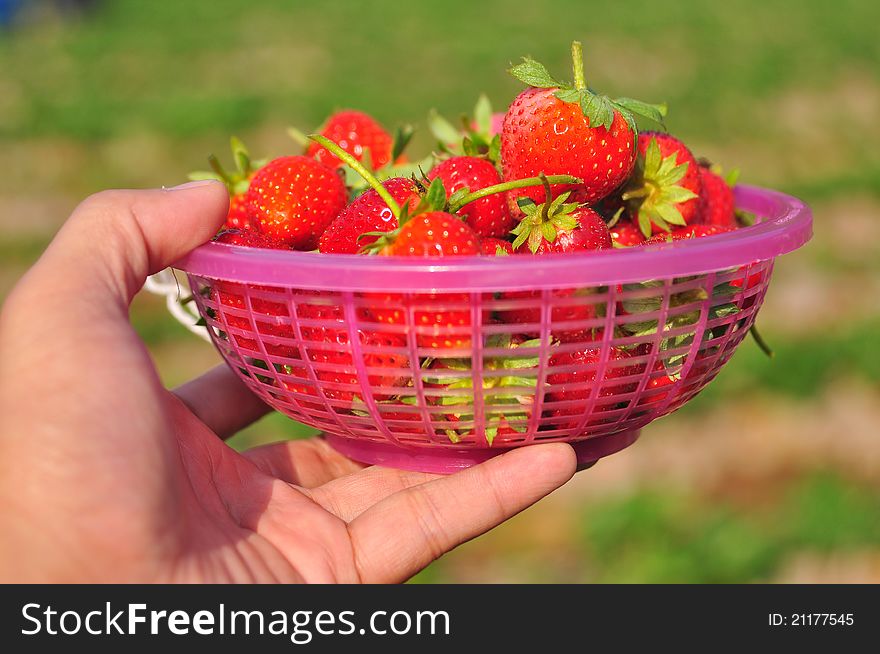 Basket of fresh red strawberries. Basket of fresh red strawberries