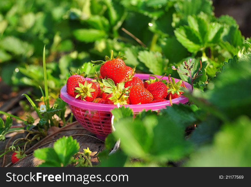 Fresh Strawberries In The Basket