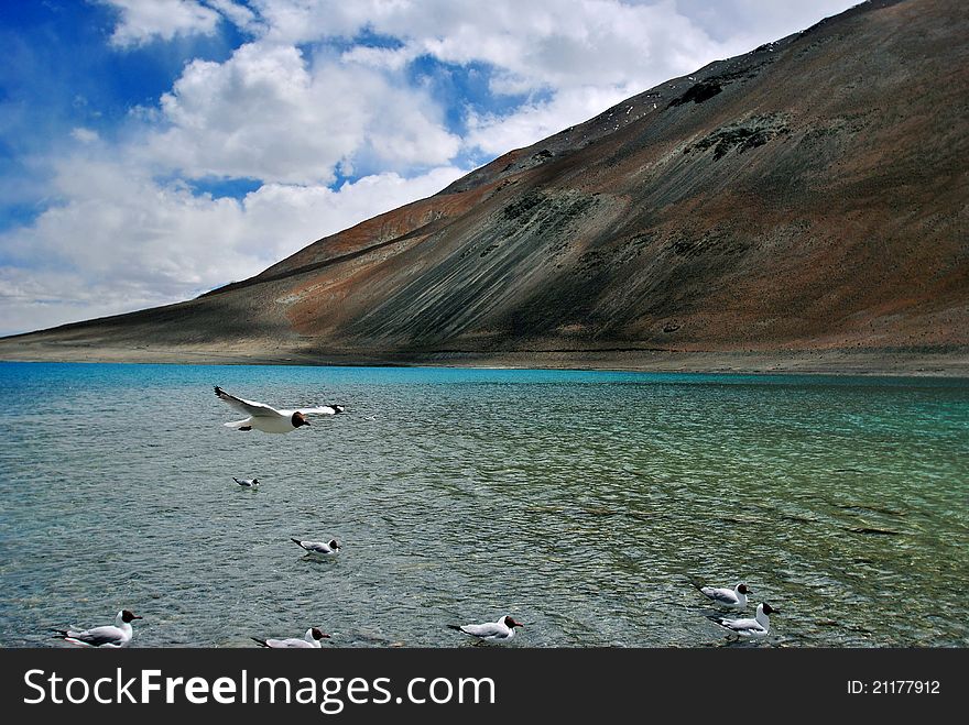 Bird flying in Pangong Lake