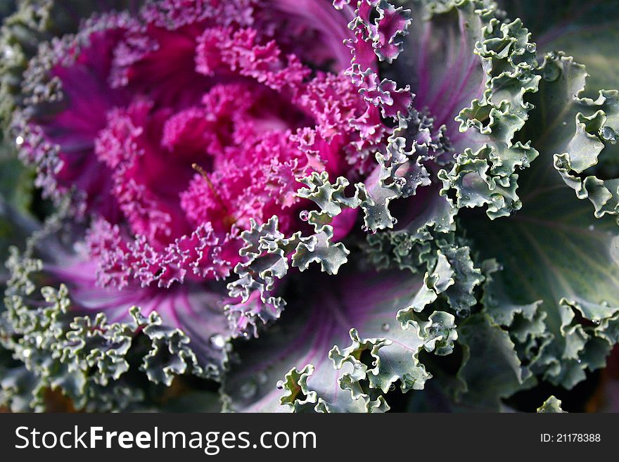 A floral cabbage in the morning with some dewdrop