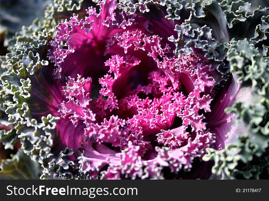 Closeup of a cabbage with green and violet foliage. Closeup of a cabbage with green and violet foliage