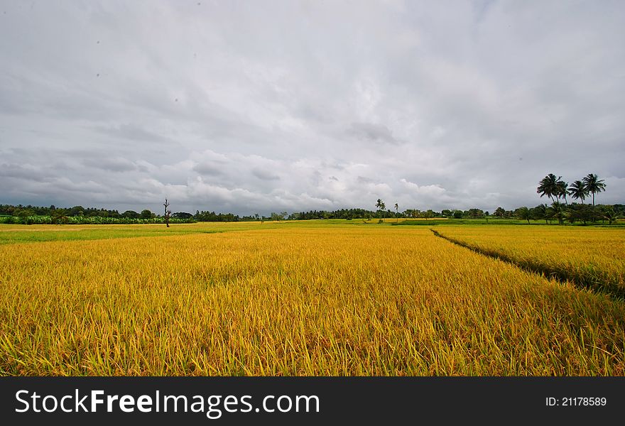 View of paddy fields in karnataka
