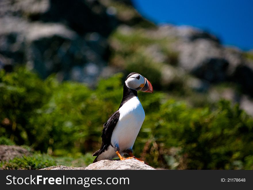 Puffin stood on a rock on island