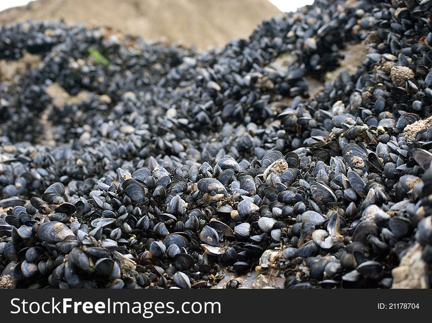 Mussel shells on wet rock on Cornish coast