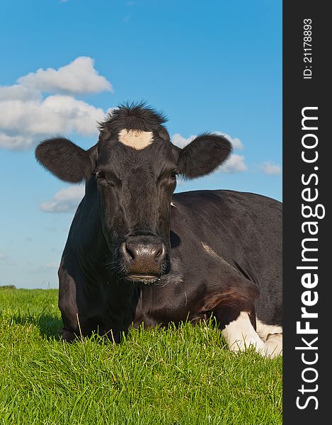 A black spotted ruminating cow lying in a Dutch meadow. A black spotted ruminating cow lying in a Dutch meadow