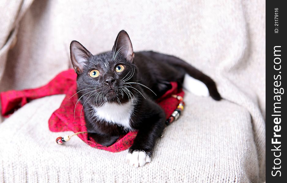 The black and white kitten on the woolen knit blanket with the red scarf. The black and white kitten on the woolen knit blanket with the red scarf