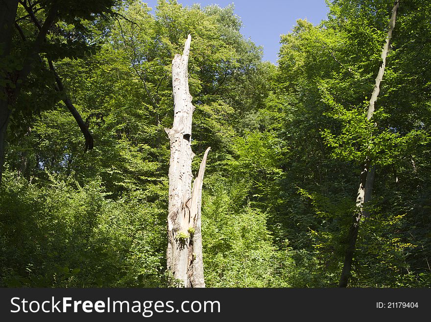 Tree After Lightning Strike