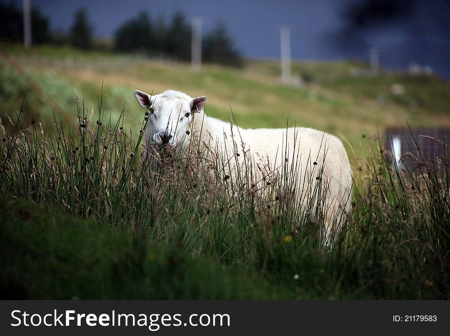 Sheared sheep grazing in a farm. Sheared sheep grazing in a farm.