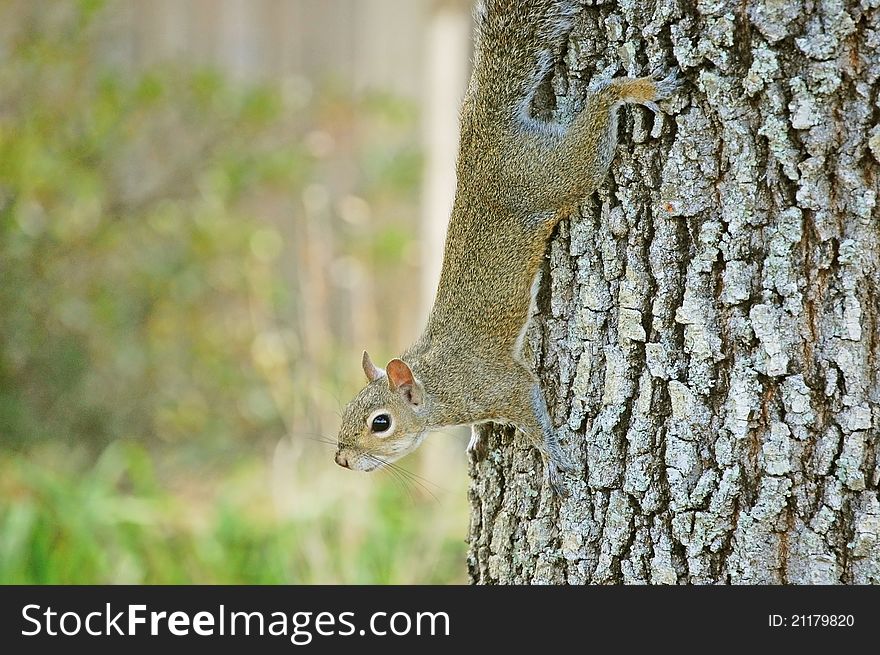 Squirrel on a oak tree