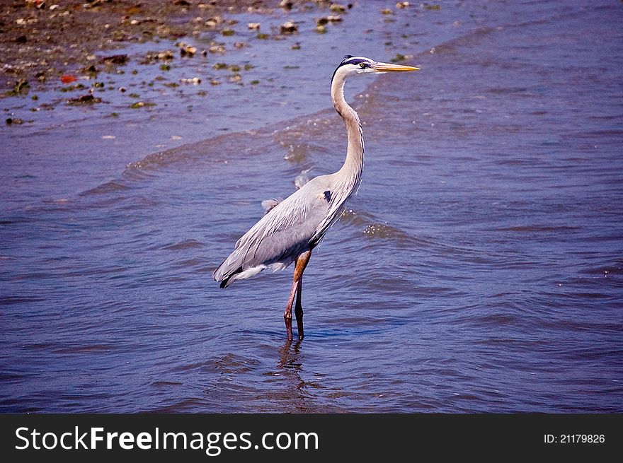 Blue Heron looking for lunch