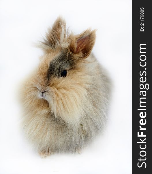 House rabbit with long soft brown hair. House rabbit with long soft brown hair