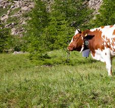 Cows And Italian Alps Royalty Free Stock Images