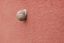 Snail On The Wall Royalty Free Stock Photography Snail On The Wall Royalty Free Stock Photography