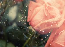 Pink Roses Stock Photo Pink Roses Stock Photo