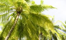 Palm Trees Royalty Free Stock Images Palm Trees Royalty Free Stock Images