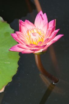 Close-up Of Beautiful Pink Lotus Royalty Free Stock Photo