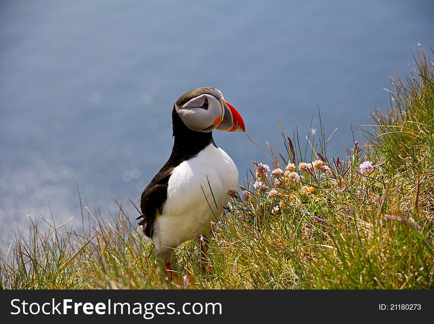 The beautiful puffin in LÃ¡trabjarg in the westfjords. The beautiful puffin in LÃ¡trabjarg in the westfjords.