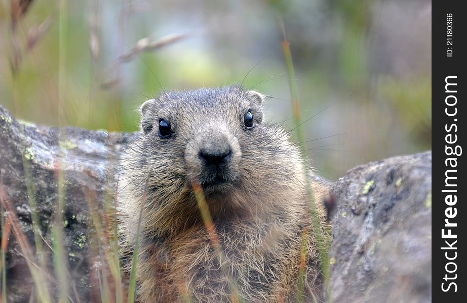 Cute young marmot