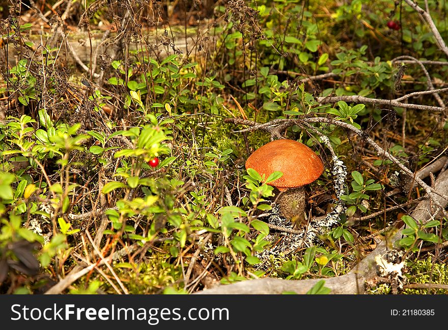 Orange-cap Boletus Mushroom