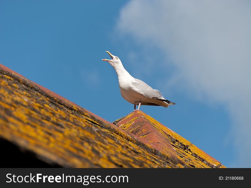 Seagull in Port Isaac